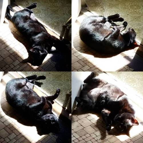 Someone was having a lot of fun wallowing in the sunshine. #cataofinstagram #blackcatsrule #blackcat