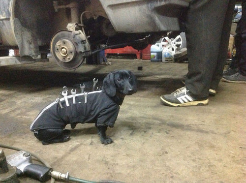 mymodernmet:  Adorable Tool-Dog is Man’s Best Assistant Who Helps Humans Fix Cars