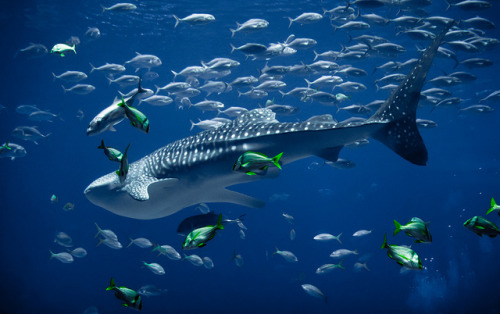 Whale Shark Swimming by mjkjr on Flickr.