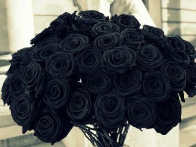 Black Rose Tumblr