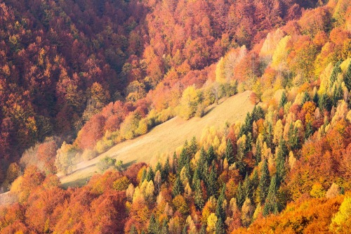 expressions-of-nature:Autumn in Western Ukraine by Dima