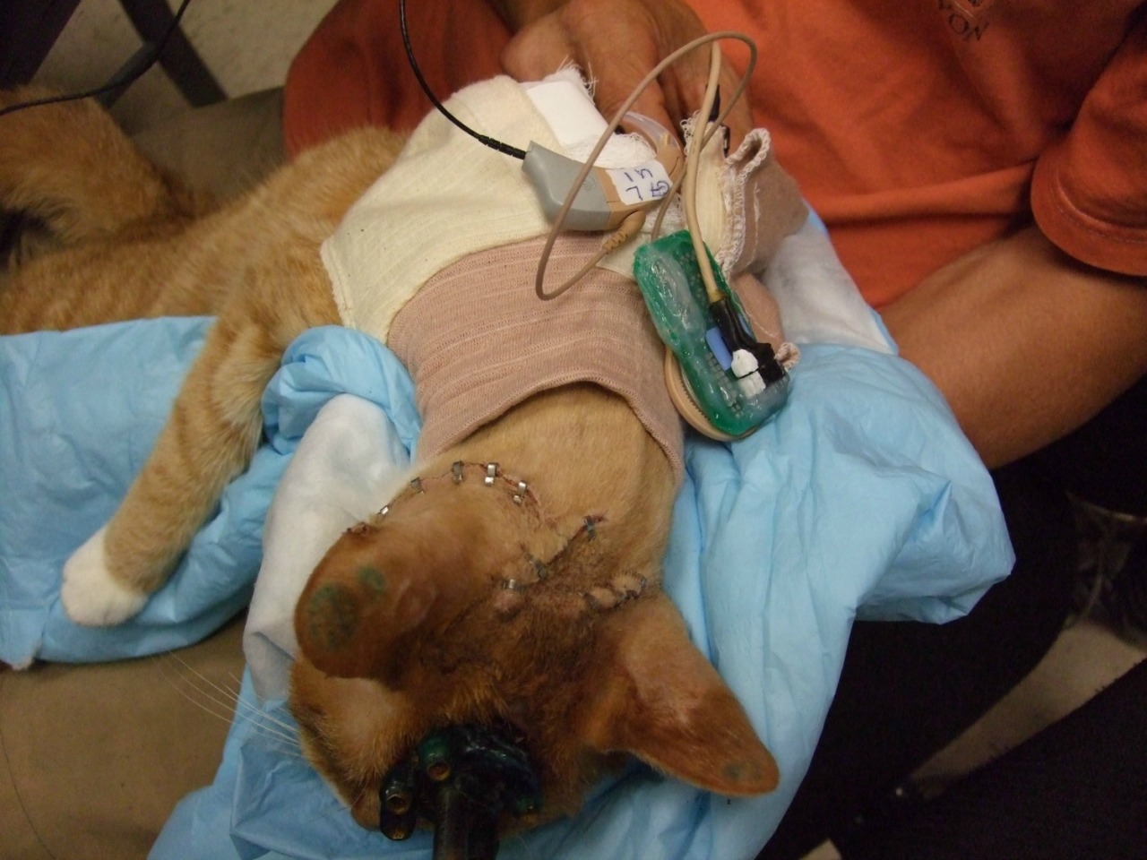 takeadeepbreathandenjoy:  theresnorevolution:  For decades, experimenters at the