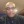 psy-rituality:  Craig Walsh Charlotte’s Descendant&quot; was featured in the