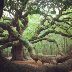 possessedprizession:  onenaturelover:  p—sychedelia:  delvingwithin:  find-peace-within:  I would do almost anything to climb this tree.  there is a god  I would LOVE to climb this  so beautiful!!!!  I’m just hoping that if i reblog this enough, I’ll