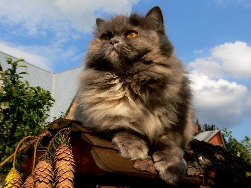 (via kits-nata)