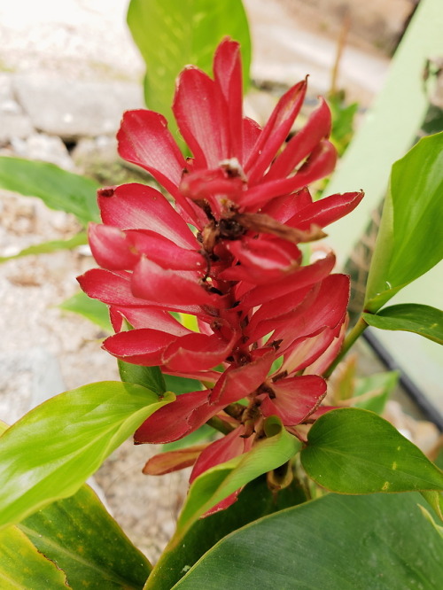 venus-garden: all this wonderful and bright foliage at the jungle