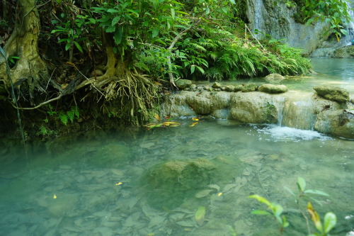 turtle-tides:  t-iki-oasis:  jungle-sound:  kai-tropic:  kai-tropic:   ❀ CHECK OUT MY BLOG. DO IT. ❀