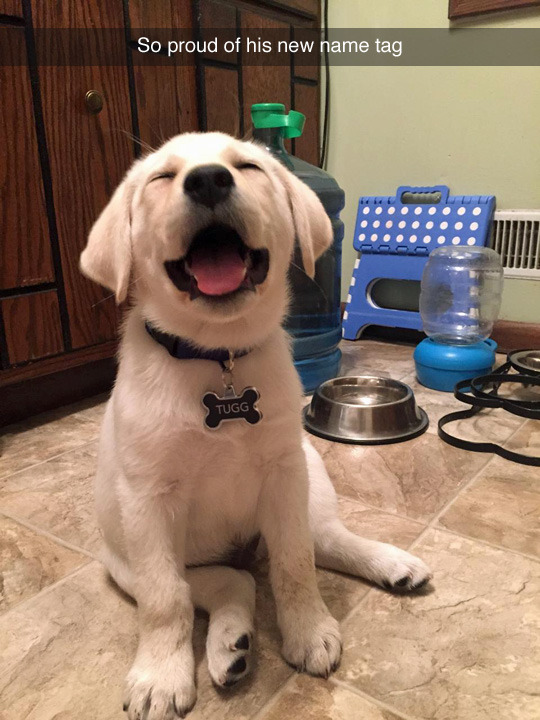 tastefullyoffensive:  (photo via maesterchief91)