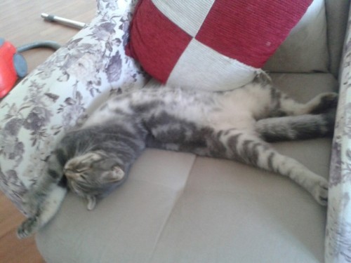 world-of-cats:  faker* @teddyybum