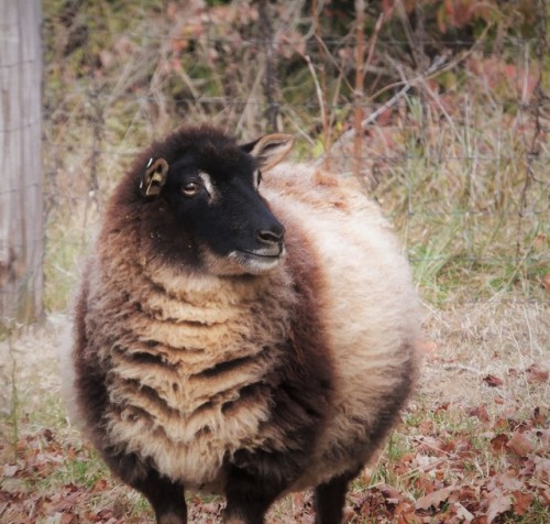 she is very gifted in the poof department