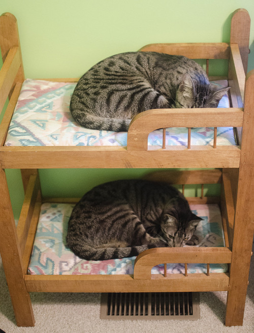 gayheathen:stfueverything:alissawonderland:haleyhasablog:Cats on tiny cat beds