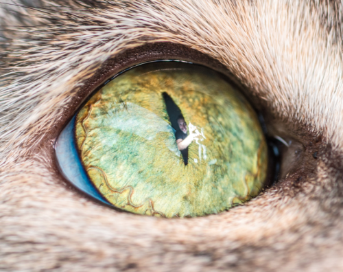 catsbeaversandducks: Cat Eyes Photos by ©The Great Went Pet Photography