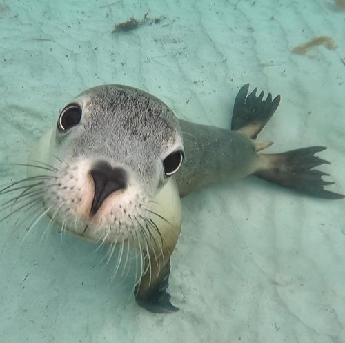 Look at those adorable big eyes Photo from a recent Swim with the Sealions tour. Yesterday’s s