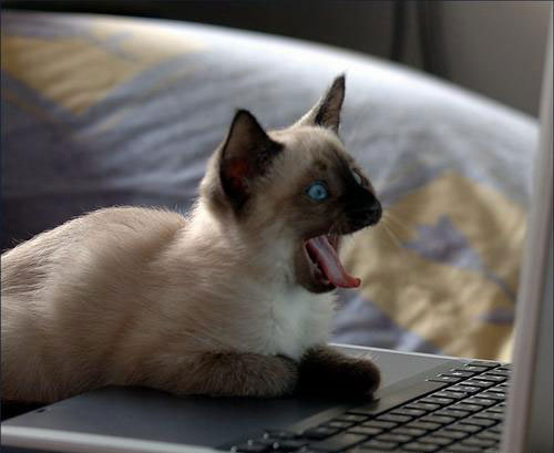 tastefullyoffensive:  Cats Using ComputersPreviously: adult photos