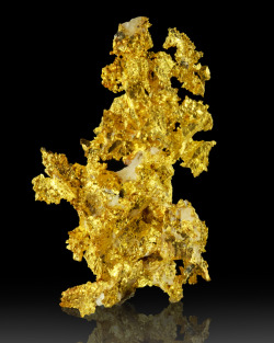 fuckyeahmineralogy:  Native gold; Brusson Mine, Italy 