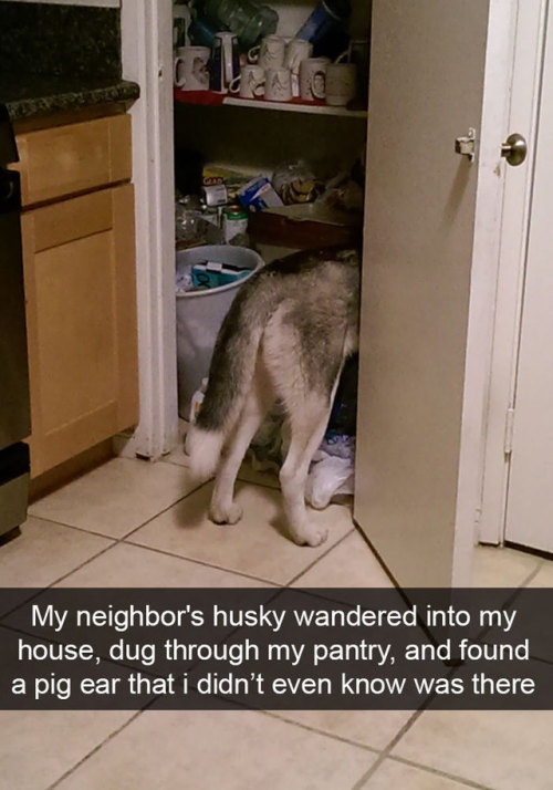 animalsnaps:More husky snaps
