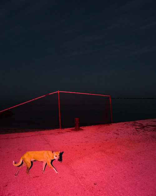 Benoit Paillé aka Benoit P (French-Canadian, b. Trois-Rivières, QC, Canada) - Feral Dog, Puerto Real