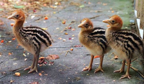 featheredcritter: the little t.rex has cassowary feathers….i can’t