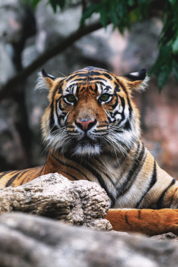 captvinvanity:  Harimau Kayu | Harimau Sumatera