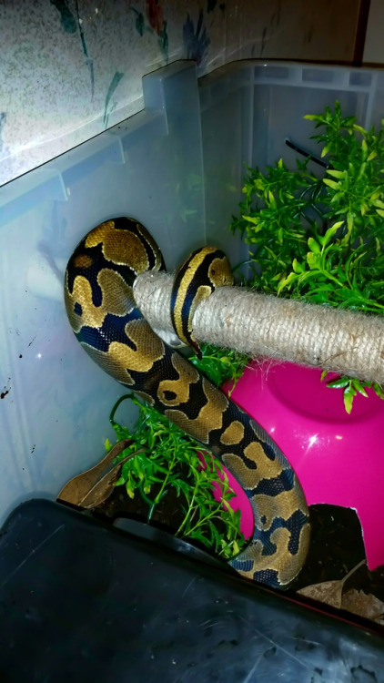 boopsthesnoots: “BALL PYTHONS NEVER CLIMB” “IF THEY FALL THEY WILL DIE” &hel