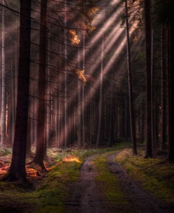 bluepueblo:  Sun Ray Forest, Czech Republic