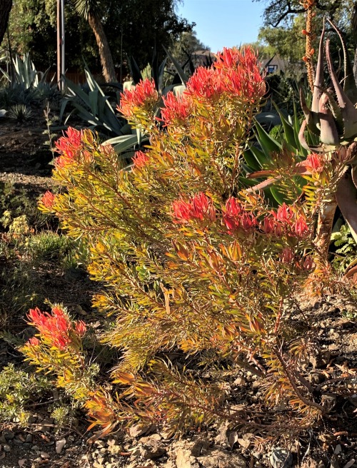 Leucadendron salignum ‘Summer Red’Many plants in the Protea Family have spectacular flower clusters,