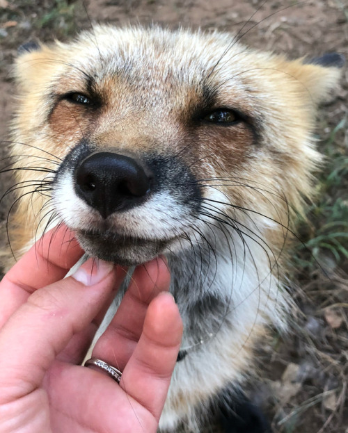 This is Bandit the fox