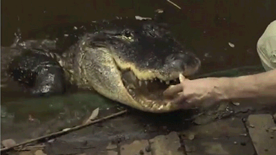 topherchris:PIZZA GATOR