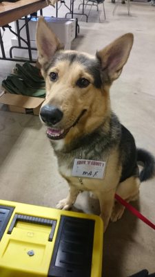 cute-overload:  Hard working event staff!http://cute-overload.tumblr.com source: http://imgur.com/r/aww/ZbQC0VW