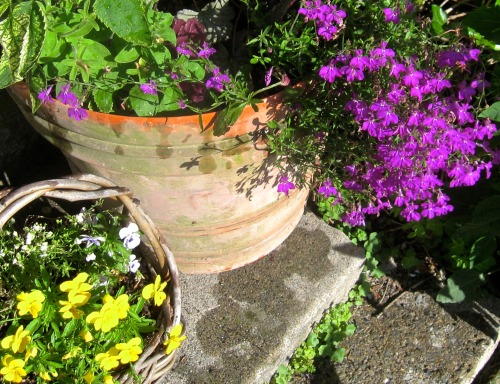 Pansies and lobelia, summer colour.