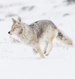 beautiful-wildlife:  On the run by © David S.West Yellowstone, Montana, United States