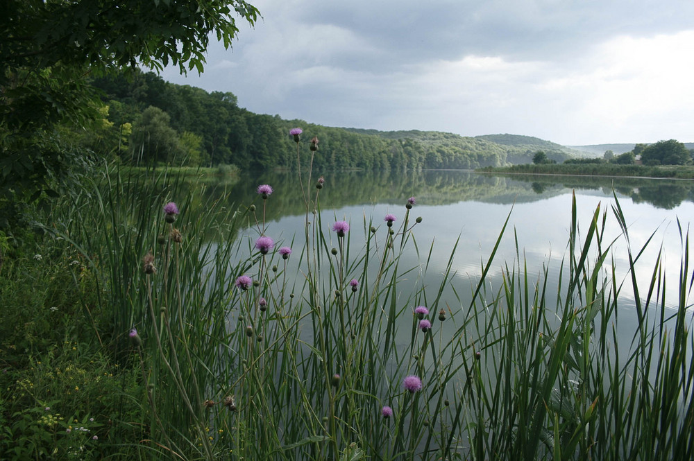 isawatree:  Forest Lake by andrewprotas 