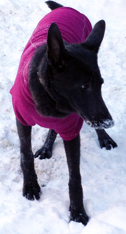 Violet with snow nose at the Washington Square Park Dog Run. 