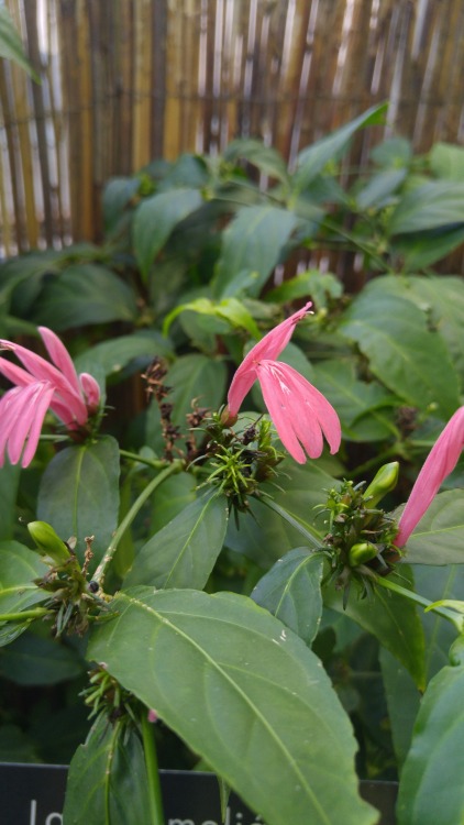 Justicia brasiliana is in the family Acanthaceae. Commonly known as Brazilian shrimp plant, it is na