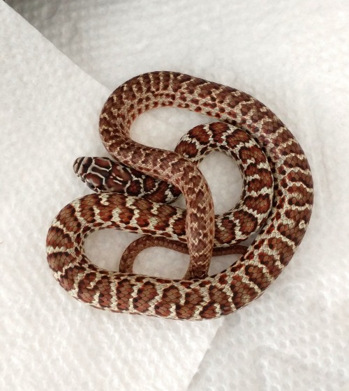 rainbowsnakes: almightyshadowchan: And here she is! This is a captive-born baby Northern blue racer 