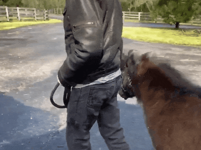 Dave With His Miniature Horse, Rocky (ft. Romeo) Nashville, Tennessee, US. - April 1st, 2020.