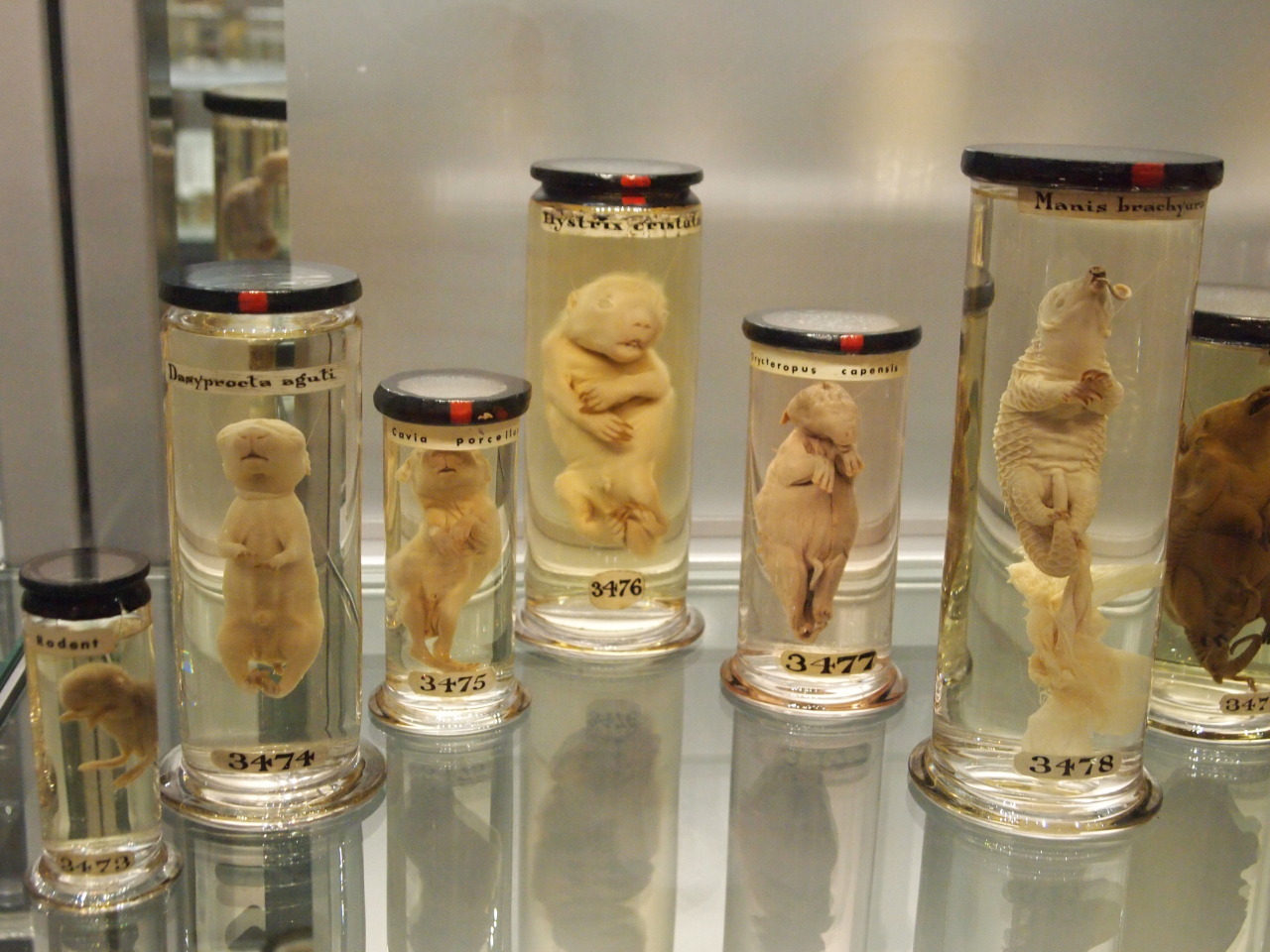sixpenceee:  The Hunterian Museum in London houses a fascinating collection of human