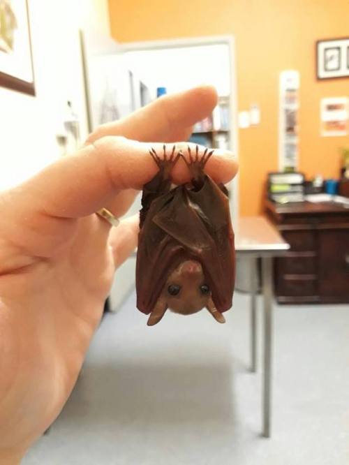 gallusrostromegalus:theraphos:catsbeaversandducks:This is actually a Flying fox species. A Northern 