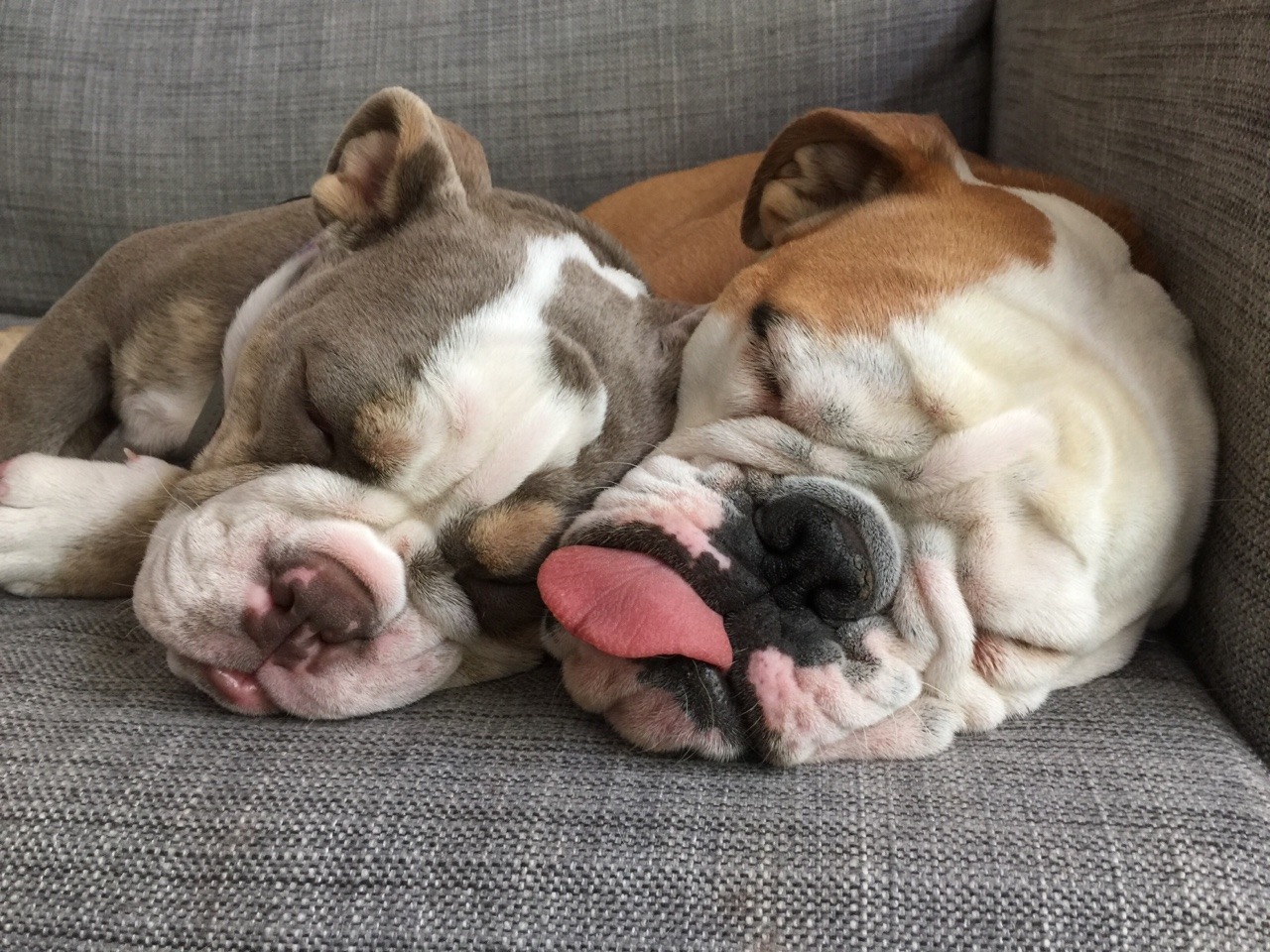 English Bulldog Love