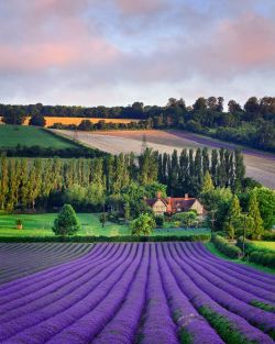 shorenaratiani: Wonderful lavender fields