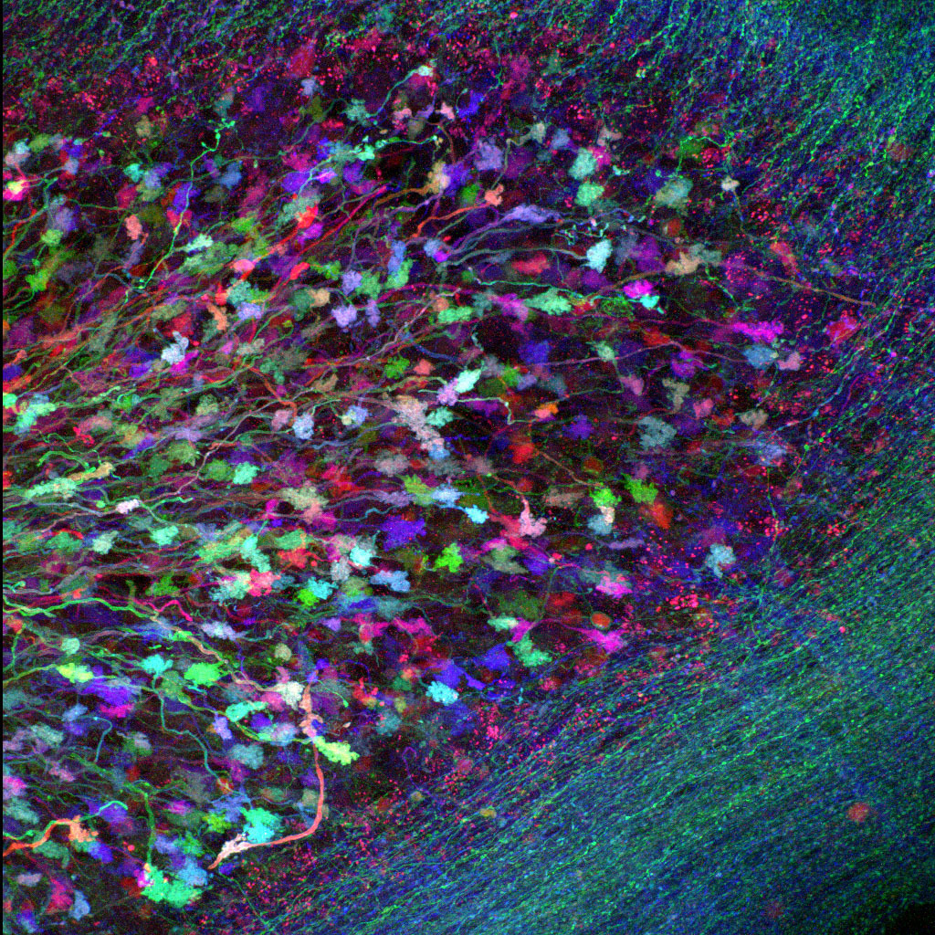 neurosciencestuff:  BrainBow is a technique where cells are made to express several