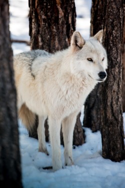 thatwanderinglonewolf:  Arctic Wolf by Henning