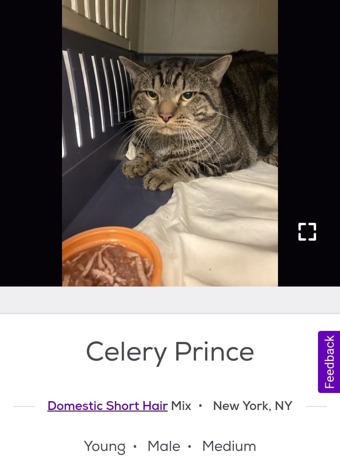 Fun Petfinder Names But Its Just Cats Fun Petfinder Names But Its Just Cats
