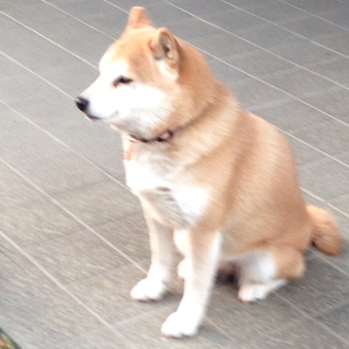 oage:  ふんふん 