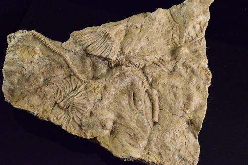 emeraldcityminerals:Mississippian age Crinoid - Cactocrinus Imperator.  From Gilmore City Formation,