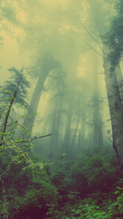 wallpaperhipster:  //bosque//