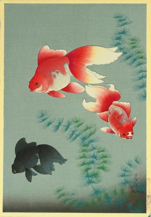 Bakufu Ohno, Goldfish from Familiar Fishes of Nippon