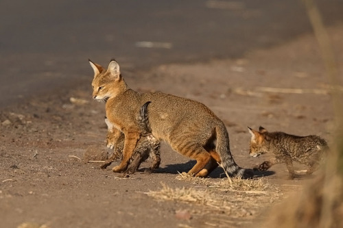 cute-baby-animals: These are simply called Jungle Cats.  They seem to have huge ears, the longe