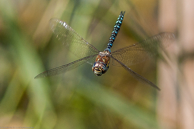 Migrant Hawker In-flight on Flickr.