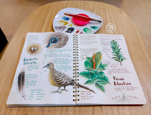 The ninth page of my naturalist journal is the best page I&rsquo;ve done so far  Now we&